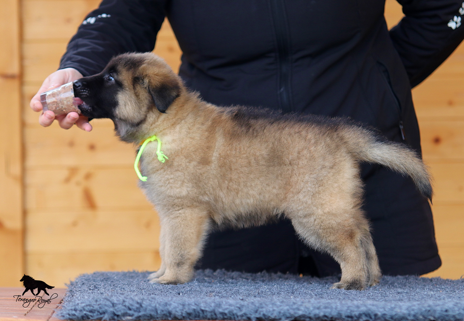 Owczarek belgijski Tervueren - szczenięta z rodowodem - 12