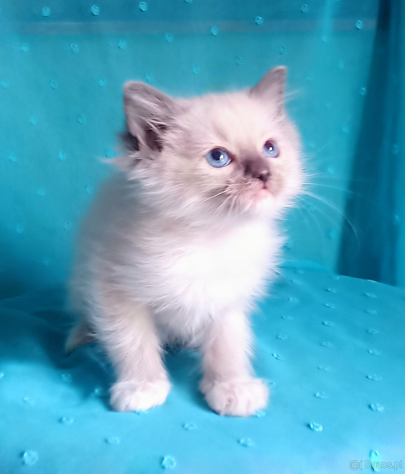 Piękny kocurek Ragdoll z rodowodem i wyprawką - 12