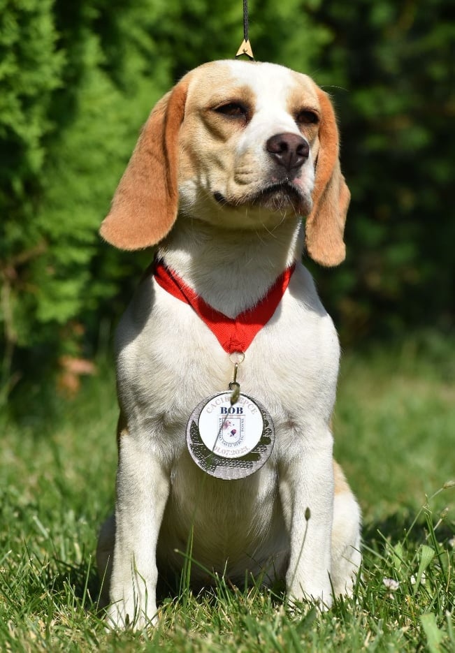 Beagle s PP (FCI) - 12