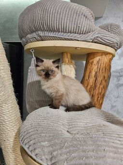 Kocięta Ragdoll - 12