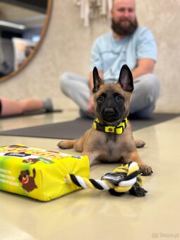 Owczarek belgijski z rodowodem FCI - 12