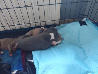 Rezerwacja szczeniąt Amstaff - 12
