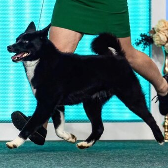 Szczenięta Karelski pies na niedźwiedzie z rodowodem FCI - 12