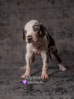Louisiana Catahoula Leopard Dog - 12