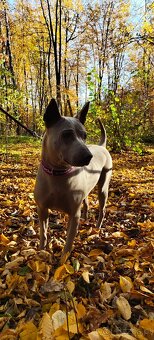 Thai Ridgeback Dog- Dog Thajski - 12