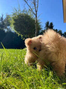 Piesek Pomapoo Maltipoo Miniaturka puchaty miś pies z rodowo - 12