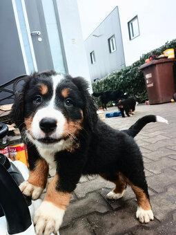 Szczenieta Berneński Pies Pasterski - 12