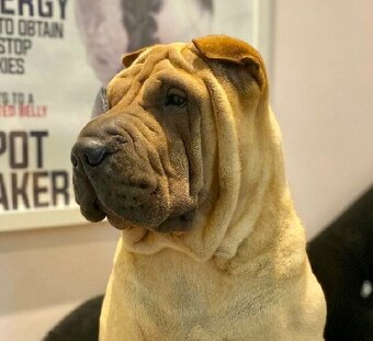 Hodowla rasy shar pei Red Folds przed. szczeniąt ur.22.06.20 - 12