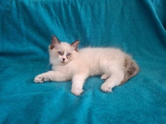 Rodowodowe kocięta Ragdoll - gotowe do zamieszkania - 12