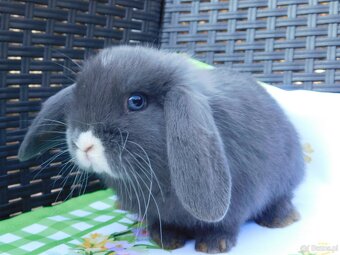 Cudowne baranki mini lop niebieskie - 12
