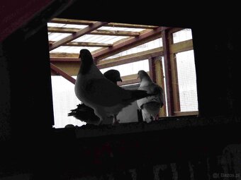 sprzedam gołębie - 12