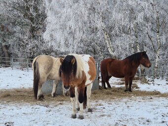 Ogier L-Karat srokaty tobiano homozygota - 12