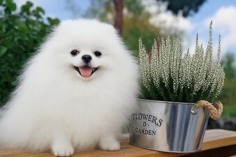 SZPIC MINIATUROWY POMERANIAN PIĘKNE SUNIE I PIESKI - 12