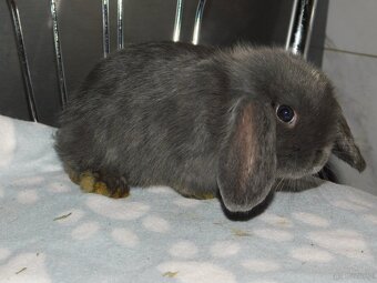 Cudowne baranki mini lop - 12