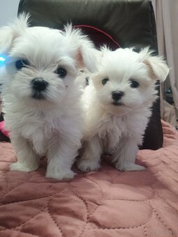 Maltańczyk Royal Maltese - 12