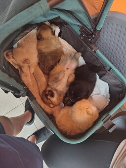 Szpic pomeranian - 12
