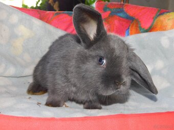 Baranki mini lop - 12