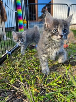 Kocięta bez ogonów Kurylski Bobtail - 12