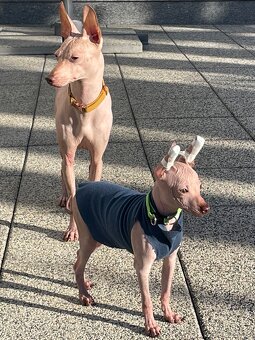 Peruwiański Pies bezwłosy - OSTATNI WOLNY PIES - 12