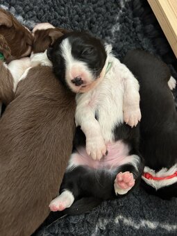 Border Collie z PP /FCI/ szczenięta - 12