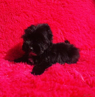 York czarny Zyzio Black Yorkshire Terrier. - 12