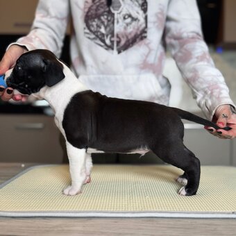 Ekskluzywne szczenięta Ruffian Amstaff - 12