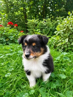 Sheltie, shetland sheepdog, owczarek szetlandzki, piesek - 12