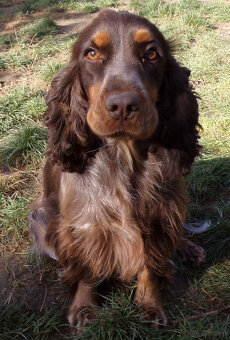 Cockapoo F1, ostatni piesek, czarny - 12