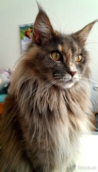 Maine coon - 12