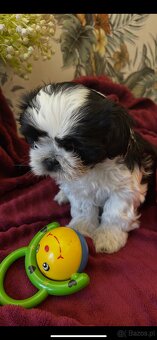 Shihtzu - 12