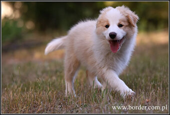 szczeniaki Border Collie psy suczki rodowód ZKwP FCI - 12
