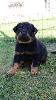 Beauceron Szczenięta z rodowodem - 12