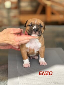 Amstaff - 12
