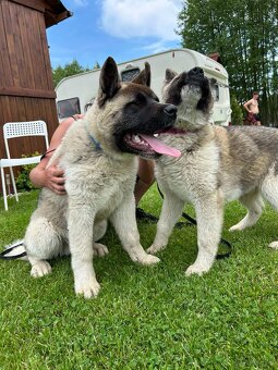 Akita - 12