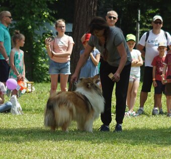 OWCZAREK SZKOCKI DŁUGOWŁOSY SUCZKA - 12