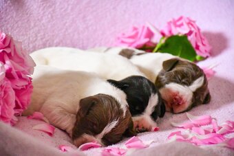 English Pointer - 12