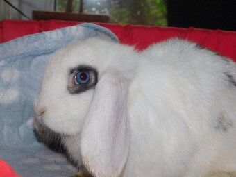 Cudowne baranki mini lop - 12