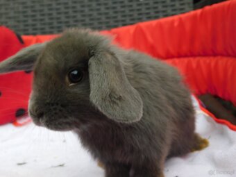 Cudne baranki mini lop - 12