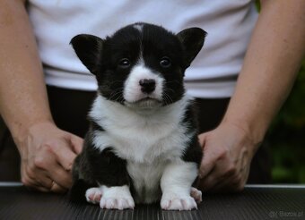 Welsh Corgi Cardigan ZKwP/FCI - 12