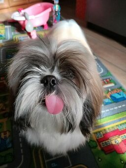Sprzedam Psa rasy Shih tzu - 12