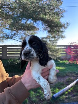 Cocker spaniel angielski - 12