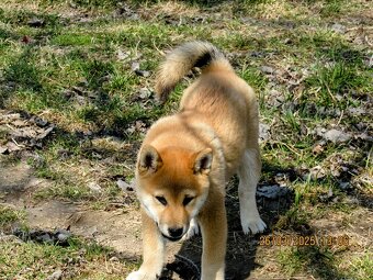 Shiba Inu, czerwony piesek mocno czernią przyprószony - 12