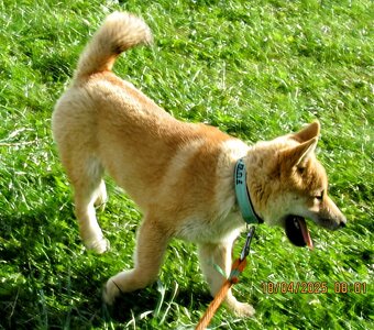 Shiba Inu, czerwony, pięciomiesięczny piesek - 12