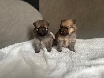 Szpic Miniaturowy, Pomeranian - 12