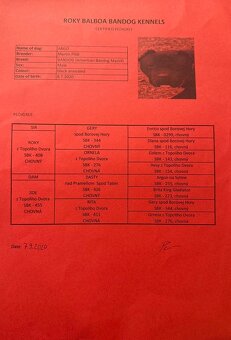 Szczeniaki Bandogi s rodokmenom VIP BANDOG KENNELS - 12