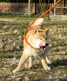 Shiba Inu, dwoje ośmiomiesięcznych szczeniąt - 12
