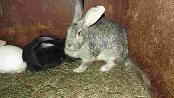 sprzedam króliki - 12