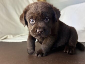 Labrador czekoladowy szczenię - 12