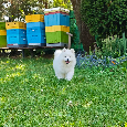 Samoyed - szczenięta - 12