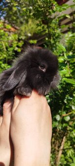 Królik miniaturowy mini lop seal point - 12